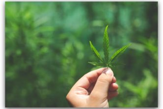 CBD consumo cogollos y flores