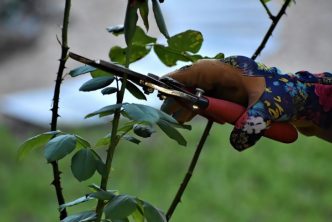 servicios de jardinería profesionales