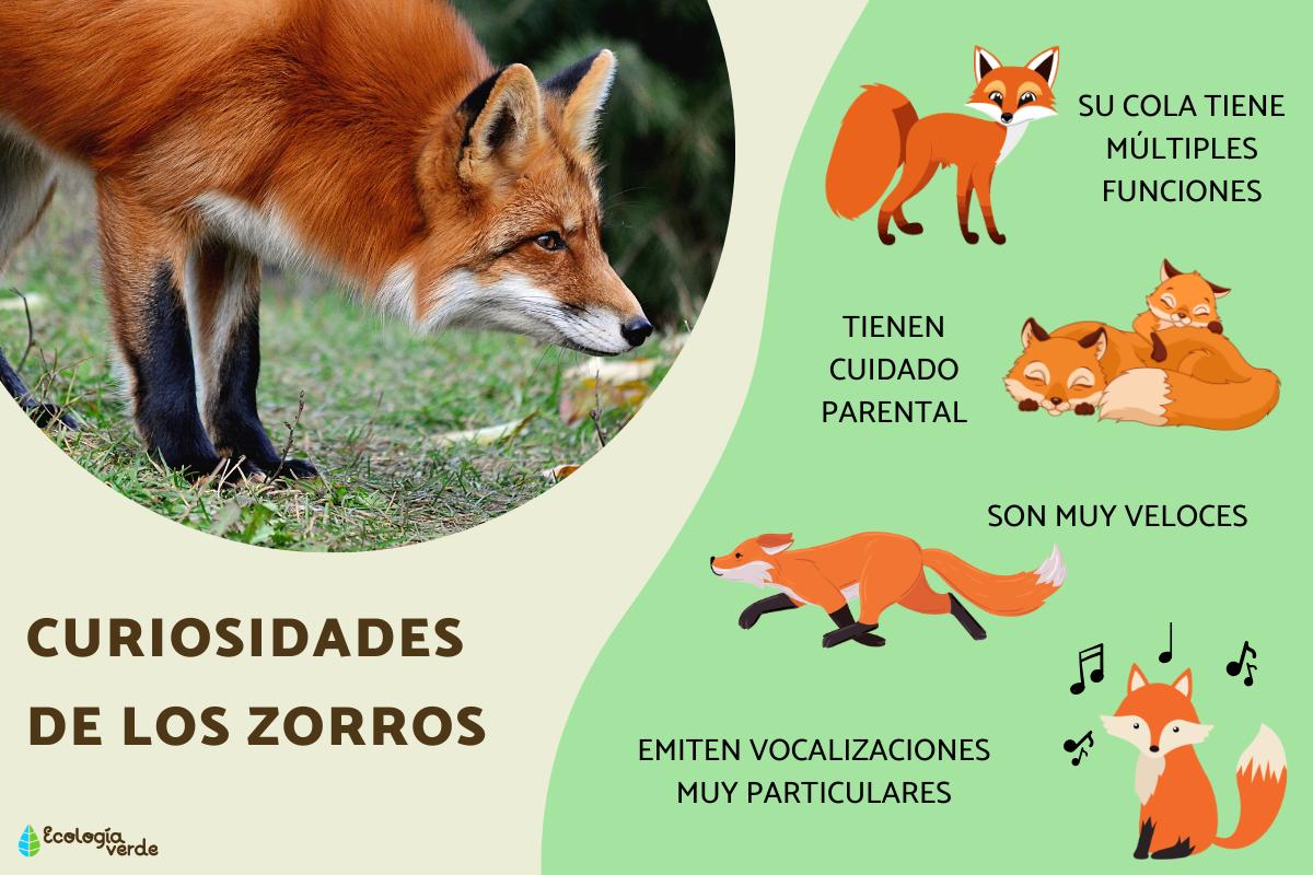 Descubriendo La Diversidad Los Diferentes Tipos De Zorros Y Sus Descubriendo La Diversidad Los Diferentes Tipos De Zorros Y Sus