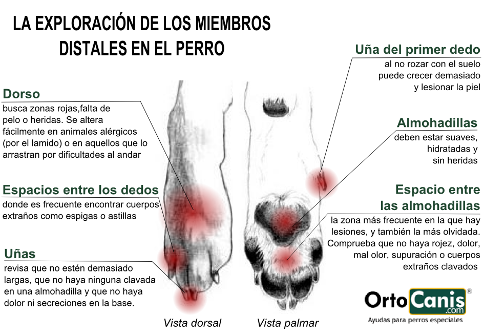 Gu a Completa Sobre Los Tipos De Heridas En Las Patas De Los Perros gu-a-completa-sobre-los-tipos-de-heridas-en-las-patas-de-los-perros