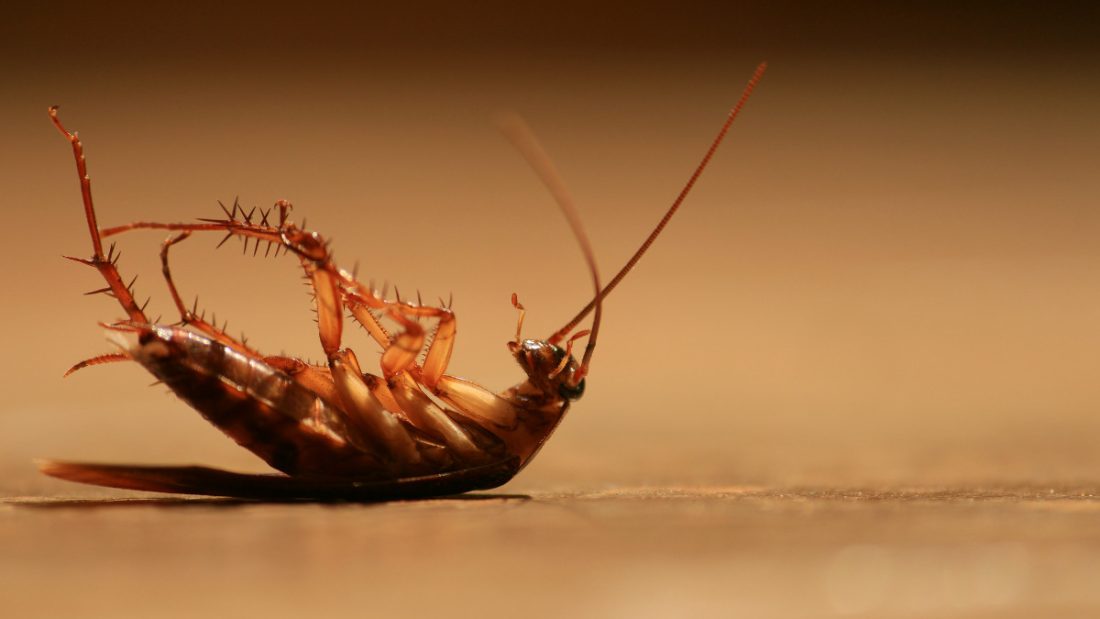 insecticidas para cucarachas