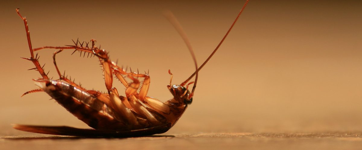 insecticidas para cucarachas