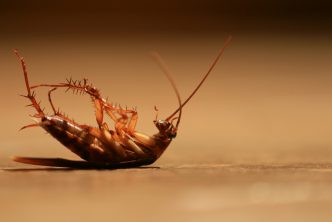 insecticidas para cucarachas
