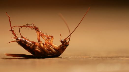 insecticidas para cucarachas